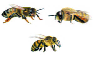 Illustration pour l'identification des abeilles