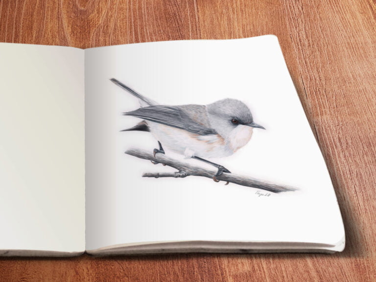 Dessin aux crayons de couleurs d'un oiseau gris