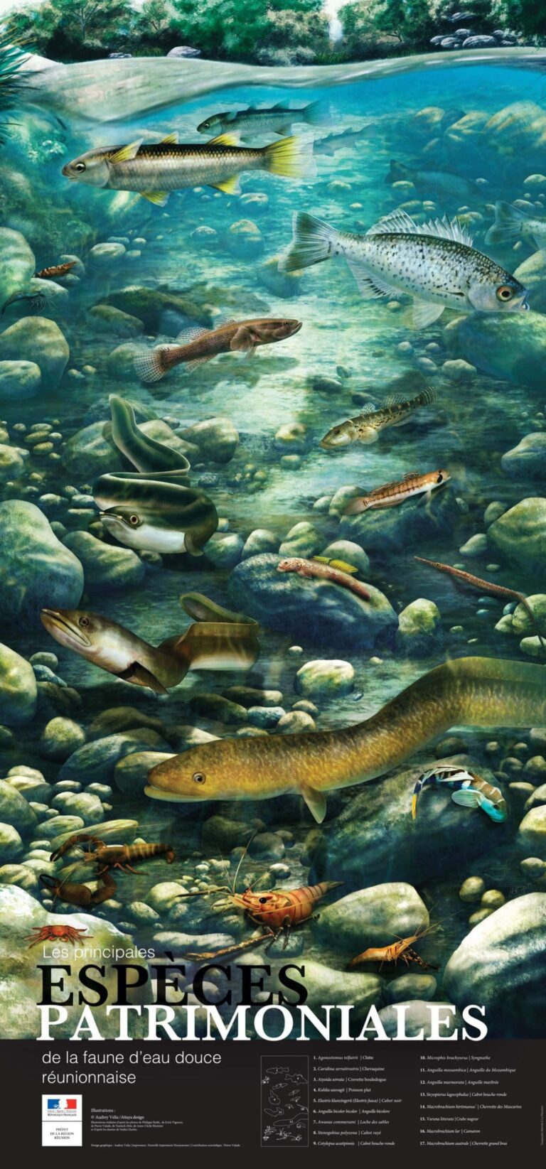 Poster sur la faune d'eau douce